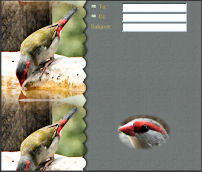 Firetail Side Border