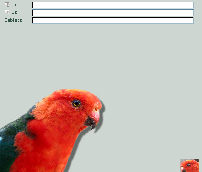 King Parrot