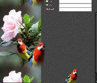 Azalea and Rosellas