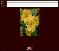 Polyanthus