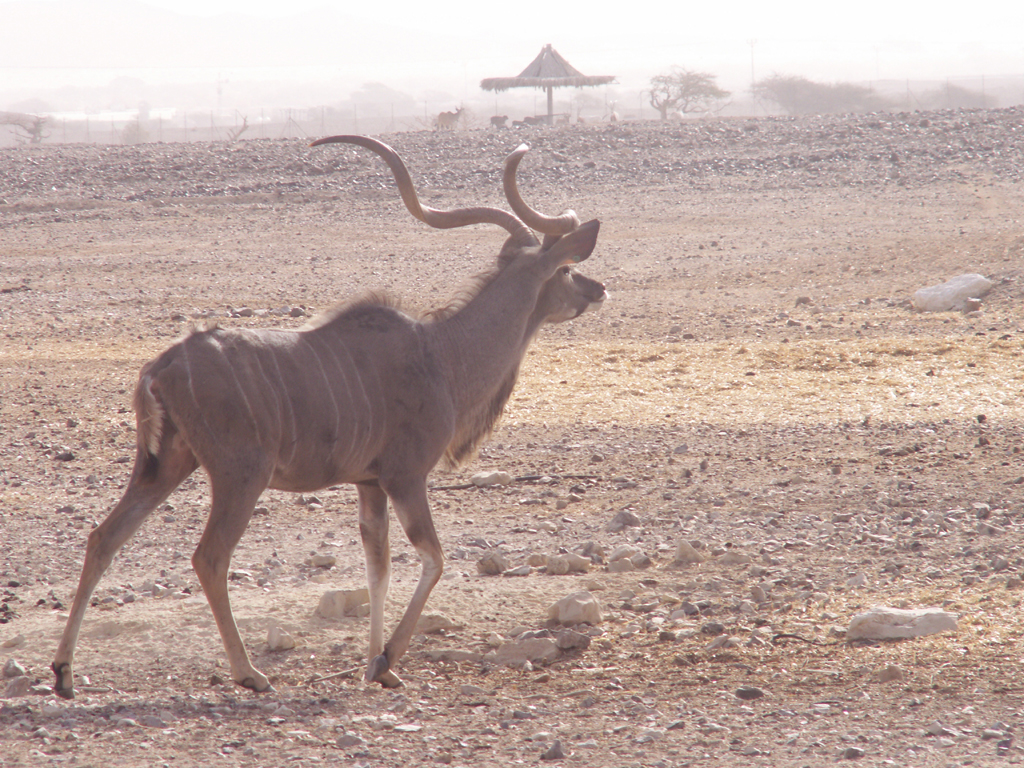 Arava-Feb-7-9-2008-036